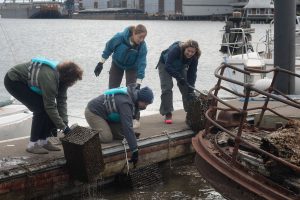 Four students on a pier pull caged mussel habitats out of the harbor.