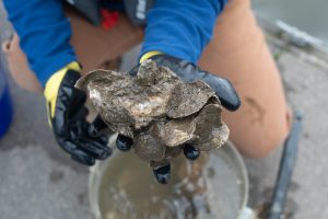 Close-up view of a person holding mud-covered oysters above a bucket of water. 