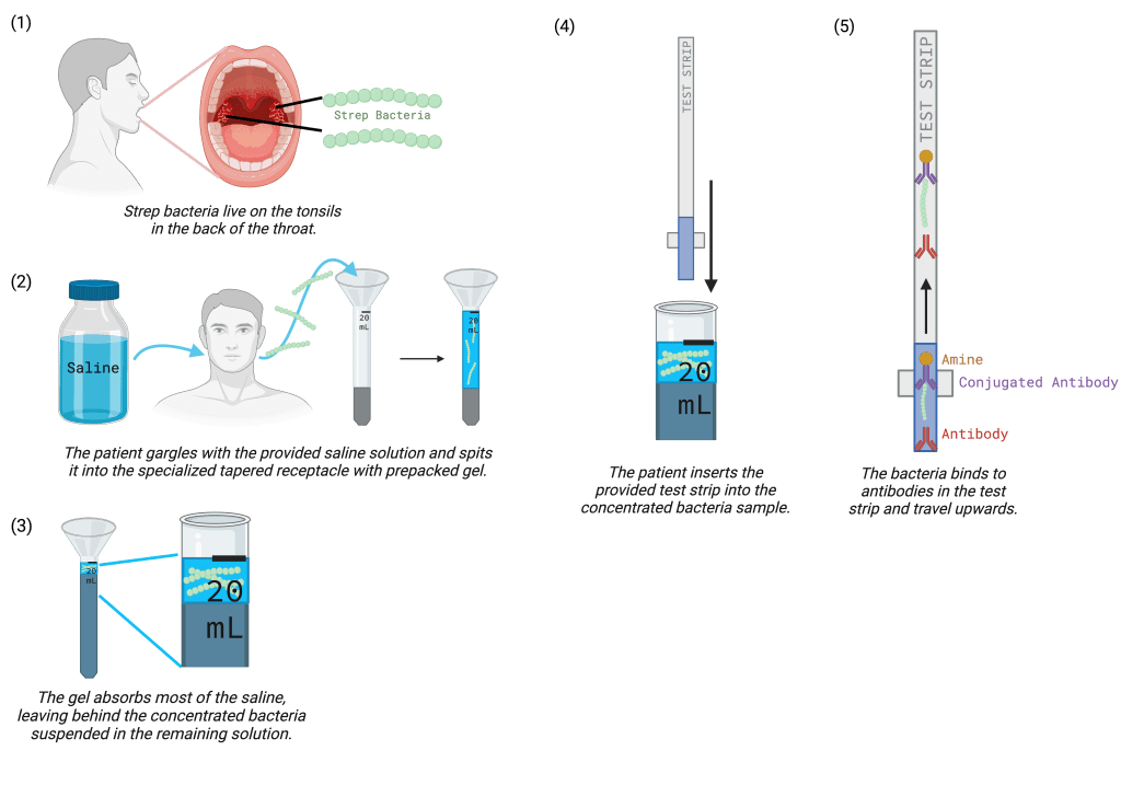 Infographic depicting the procedure for a rapid strep test. Step 1: Illustration of strep bacteria on tonsils in the back of the throat. Step 2: A person gargles with saline solution and spits into a tapered receptacle with prepacked gel. Step 3: The gel in the receptacle absorbs most of the saline, concentrating the bacteria in the remaining solution. Step 4: The concentrated bacteria sample is then transferred to a small container. Step 5: A test strip is inserted into the container. Step 6: The strip reacts with the sample, showing a positive or negative result based on the presence of strep bacteria binding to antibodies on the strip. Each component used is labeled for clarity, and directional arrows guide the process.