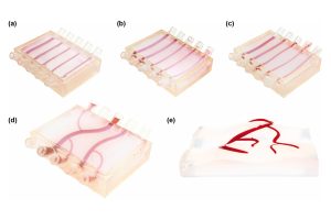 Transparent blocks with red-colored channels depicting stages of dermal structure simulation: straight channels (a), curved channels (b), three-dimensional channels (c), three-dimensional branched networks (d), and open three-dimensional branched networks (e).