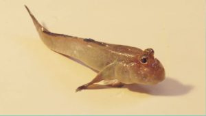 A mudskipper out of water.