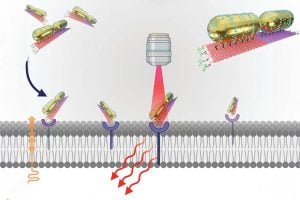 "Diagram showing gold nanorod structures on a cell membrane. Multiple rod-shaped objects are depicted above the membrane, with some attaching to receptor-like structures on the surface. A microscope objective is shown emitting light onto one of the attached structures.