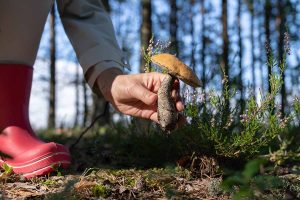 Close up shot from ground level of a person in pink boots picking up a mushroom from the ground.