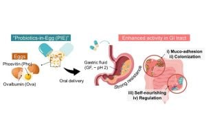 Schematic illustration of the preparation process and functions of PIEs for enhanced biotherapy. a) Components of PIEs inspired by thestructure of eggs and the role of each component. b) Activity of orally delivered PIEs in the GI tract.