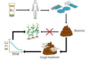 Illustrated overview showing psychoactive drugs entering wastewater, accumulating in biosolids, and being treated with white-rot fungi before land application. Arrows depict pharmaceuticals moving from humans to wastewater to biosolids, with fungal treatment reducing contamination prior to soil use.