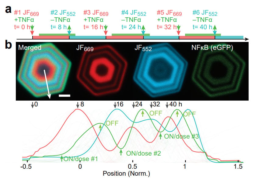 Fluorescence microscopy images of concentric hexagonal rings in different colors, with graphs showing signal intensity across ring positions corresponding to signaling events at different time points.