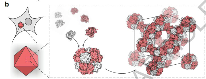 Diagram showing how designed protein subunits assemble into larger complexes that form an ordered three-dimensional lattice structure inside cells.