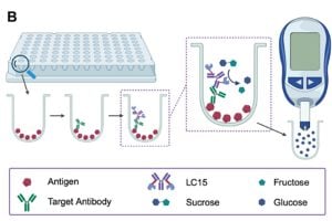 Diagram of a multiwell plate electrochemical ELISA workflow. Antigen proteins are immobilized in wells of a 96-well plate. Target antibodies from a sample bind to the antigen. An antibody–invertase fusion reporter (LC15) binds the antibodies and converts sucrose into glucose. The produced glucose is measured using a handheld glucometer to quantify antibody levels.