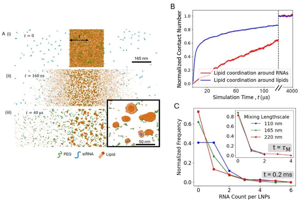 Simulation of early lipid nanoparticle formation showing lipids rapidly clustering into particles before interacting with RNA, resulting in both empty and RNA-containing nanoparticles. Graphs show how mixing length and diffusion time influence RNA loading distribution.