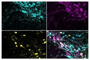 Image of multicolored cells on a black background